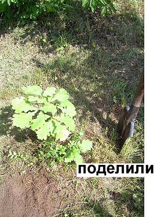 26 июля 2011