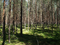 окно на даче 2012
