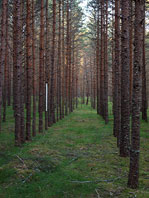 окно на даче 2012
