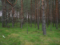 окно на даче 2012